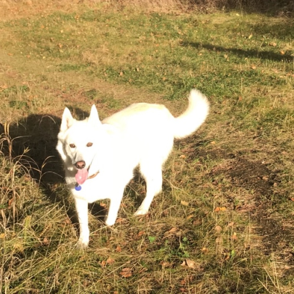 Meet your Posher, Bella